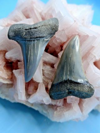 2 Fine Fossil Mako (isurus Hastalis) Megalodon - Shark Era Shark Teeth (miocene)