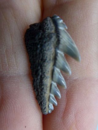 Wow.  Look.  A Fossil Cow Shark Tooth / Megalodon Shark Era / Miocene (10 - 15 Myo)