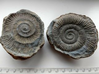Positive And Negative Of Jurassic Ammonit Ammonite Dactylioceras Commune Uk
