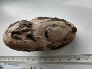 Fossil Fossilien Fish Isle Of Sheppey Eocene Uk
