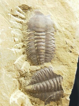 Trilobite Fossils From Chengjiang Biota Yun Nan Province China N18