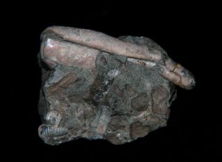 Ammonite Ptychoceras Parvum Fossil Russia