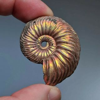 4,  2 Cm (1,  7 In) Ammonite Shell Quenstedtoceras Jurassic Pyrite Russia Fossil