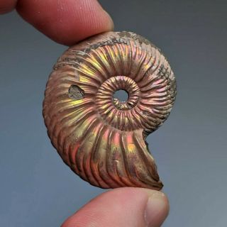4,  2 cm (1,  7 in) Ammonite shell Quenstedtoceras jurassic pyrite Russia fossil 2