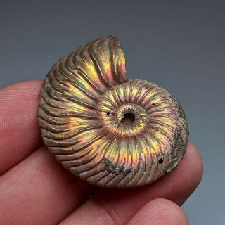 4,  2 cm (1,  7 in) Ammonite shell Quenstedtoceras jurassic pyrite Russia fossil 3