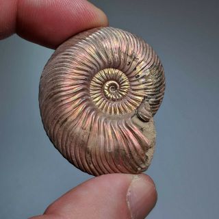 4 Cm (1,  5 In) Ammonite Shell Quenstedtoceras Jurassic Pyrite Russia Fossil