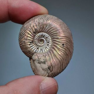 4 cm (1,  5 in) Ammonite shell Quenstedtoceras jurassic pyrite Russia fossil 2