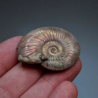 4 cm (1,  5 in) Ammonite shell Quenstedtoceras jurassic pyrite Russia fossil 3