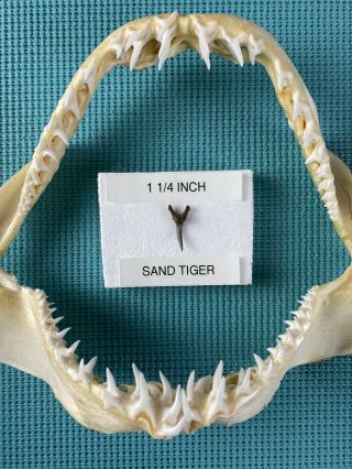 Fossilized 1 1/4 Inch Sand Tiger Shark Tooth From Venice Fl.
