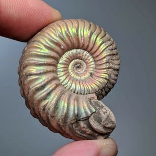 4,  2 Cm (1,  6 In) Ammonite Vertumniceras Pathology Jurassic Pyrite Russia Ammonit