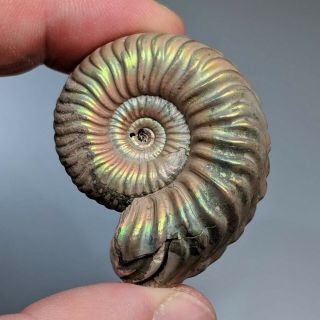 4,  2 cm (1,  6 in) Ammonite Vertumniceras pathology jurassic pyrite Russia ammonit 2