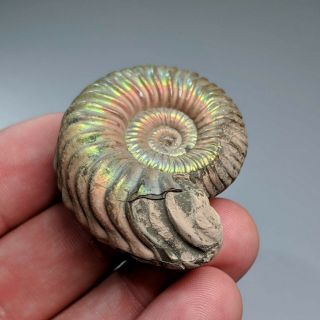 4,  2 cm (1,  6 in) Ammonite Vertumniceras pathology jurassic pyrite Russia ammonit 3