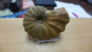 Geological Enterprises Cretaceous Fossil Ammonite Metiococeras Swallovi,  Tx