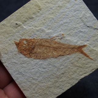 67mm Fossil Fish Diplomystus Dentatus Eocene Priod Fossilized Wyoming Usa