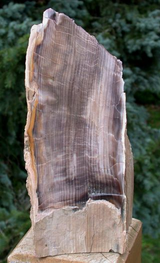 Sis: Magnificent 7 " Oregon Petrified Wood Specimen - Giant Sequoia Gem Wood