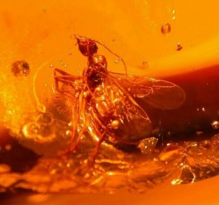 Winged Ant In Authentic Large Dominican Amber Fossil Gem 7.  3 Grams