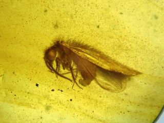 Burmese Amber Cretaceous Fossil Include Spongillafly
