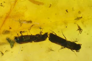 Dominican Amber With 2 Beetles And Other Insects Millions Of Years Old