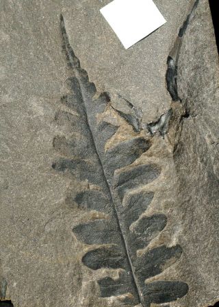 Rare Full Tip Lonchopteris Detailed Venation Pre Dinosaurs Fossil Fern