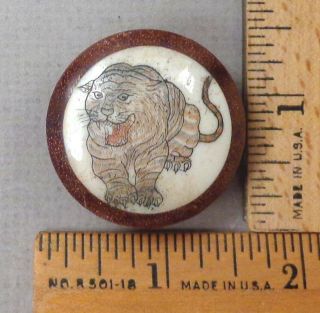 Tiger Scrimshaw On Bovine Bone Vintage Button,  Wood Backed,  Chinese Zodiac Large