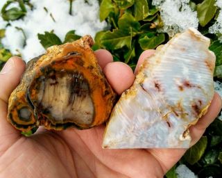 Two (2) Rare Polished Agate Petrified Wood Wagon Town Id Grassy Mountain Or 1lb
