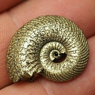 25mm Quenstedtoceras Pyrite Ammonite Fossils Callovian Fossilien Russia