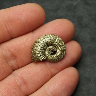 25mm Quenstedtoceras Pyrite Ammonite Fossils Callovian Fossilien Russia 2