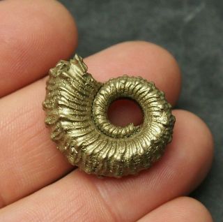 29mm Kosmoceras Sp.  Pyrite Ammonite Fossils Callovian Fossilien Russia