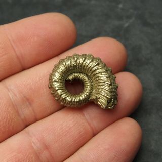 29mm Kosmoceras sp.  Pyrite Ammonite Fossils Callovian Fossilien Russia 2