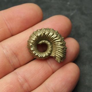 29mm Kosmoceras sp.  Pyrite Ammonite Fossils Callovian Fossilien Russia 3