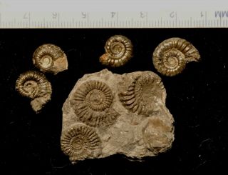 Fossil Ammonites From Charmouth Dorset,  England
