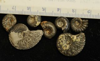 Fossil Ammonites From Bedfordshire,  England