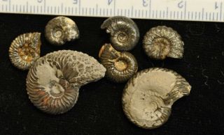 Fossil ammonites from Bedfordshire,  England 2