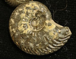 Fossil ammonites from Bedfordshire,  England 3