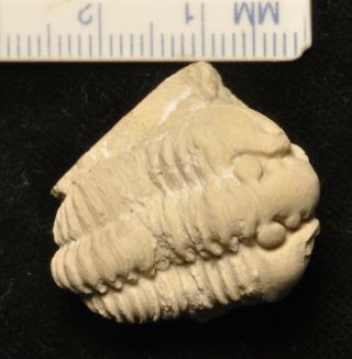 Fossil Trilobite - Calymene Celebra From Illinois