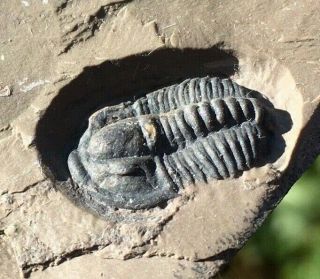 Modocia Brevispina Trilobite Fossil Wheller Shale Cambrian Utah Aeons