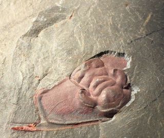Unprepared Bristolia & Olenellus Trilobite Fossil Marble Mt.  Cambrian Utah Aeons