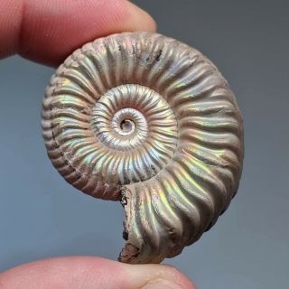 4 cm (1,  6 in) Ammonite Vertumniceras jurassic pyrite Russia ammonit 2