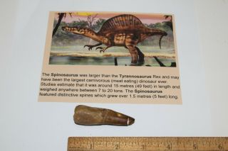 Spinosaurus Tooth 2.  5 " Teeth Dinosaur Fossil T Rex Era Cretaceous Sps21