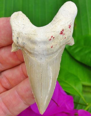 Large 3 " Otodus Fossil Shark Tooth Moroccan Morocco Not Megalodon Teeth Meg