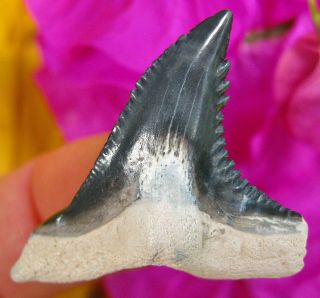 Blue Bone Valley Florida Hemipristis Shark Tooth Not Megalodon Teeth Scuba