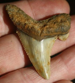 Fossil Auriculatus Shark Tooth 2 1/16 " Flint River Georgia Fossilized
