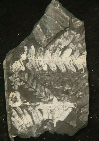 4×3 " Small,  Museum Quality,  White Carboniferous St Clair Pa Fern Fossil Display