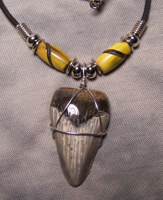 Megalodon Shark Tooth Necklace 1 3/8 " Fossil Teeth Fishing Scuba Dive Meg Tooth