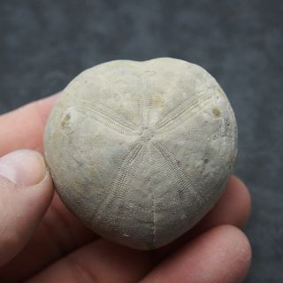 Echinoid 49x33mm Micraster Brevis Fossil Natural Sea Urchin