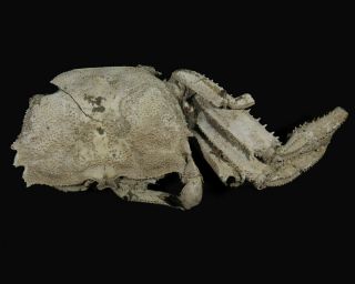 96 Mm Male Fossil Crab,  1 Claw,  “macrompthalus Latrielli” From Queensland