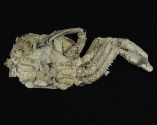96 mm MALE FOSSIL CRAB,  1 CLAW,  “macrompthalus latrielli” FROM QUEENSLAND 2
