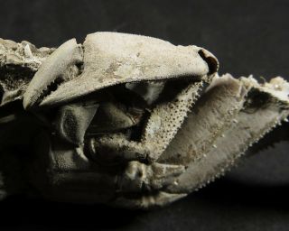 96 mm MALE FOSSIL CRAB,  1 CLAW,  “macrompthalus latrielli” FROM QUEENSLAND 3