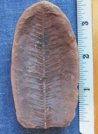 Fossil Fernlike Leaf In Shale Nodule Pecopteris Sp.  Pennsylvanian Age,  Shows Tip
