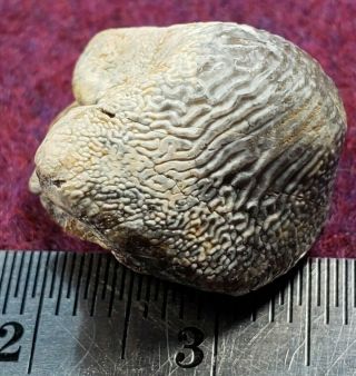 Large Cretaceous Ptychodus Decurrens Tooth From Texas